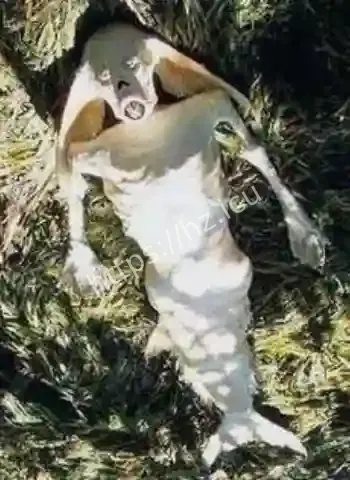 神秘美人鱼存在